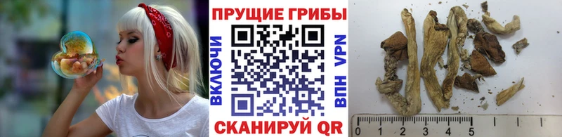 Псилоцибиновые грибы Magic Shrooms  Купить закладки  Белая Холуница 