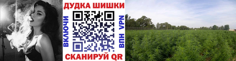 Купить где  Белая Холуница  Шишки марихуана планчик 